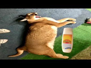 porn шлепа рекламирует шампунь жумайсынба hd