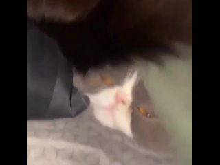 porn тотальное унижение своего собрата hd