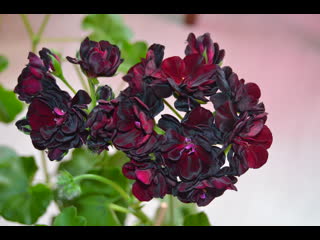 porn royal black rose черная роза популярный и эффектный сорт пеларгонии hd