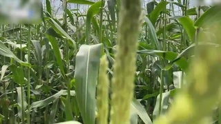 porn охранник ловит вороу на кукурузном поле и выписывает ей штраф на месте порно секс porno домашнее onlyfans видео hd