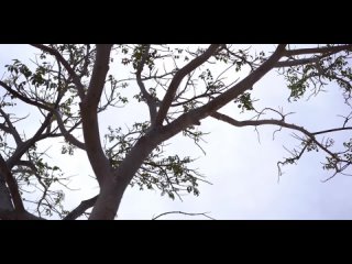 porn jasmine j красоточка азиаточка разделась в пустыне в новом клипе hd