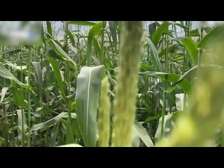 porn охранник ловит вороу на кукурузном поле и выписывает ей штраф на месте вписка hd