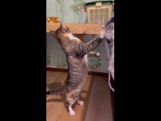 porn леона чистоплотная красавица которая ходит в своем домике в белоснежных тапочках hd