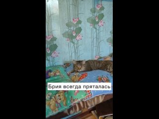 porn замечательная новость шипучка брия гладиться с удовольствием мы очень переживали что такая красотень не найдет себе hd
