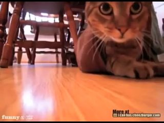 porn помогите опознать трэк track 01 002x кот в мешке d hd