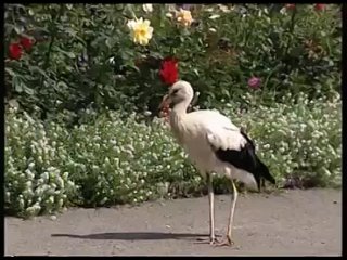 porn свято троицкий корецкий ставропигиальный женский монастырь hd