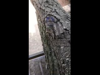 porn на этот раз в металлолом превратилась французская 155 мм сау caesar и несколько натовских бтр hd