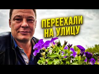porn финальная пикироа петунии в большие кашпо с переездом на улицу hd