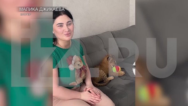 porn блогер малика джикаева завела львенка и содержит его в обычной квартире девушка заявила что молодые ей передали из hd