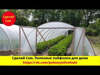 porn теплица для клубники 35х20м в ней ягода чистая крупная и сладкая hd
