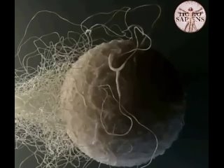 porn один в поле не воин многие думают что для оплодотворения яйцеклетки нужен один сперматозоид тот самый самый быстрый hd