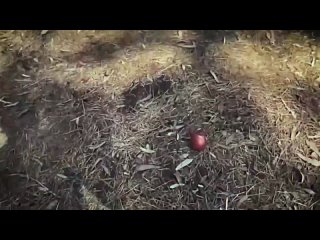 porn ведьма сири и робби эхо witch siri порно хентай секс трахает русское инцест мамка домашнее фулл сэр hd