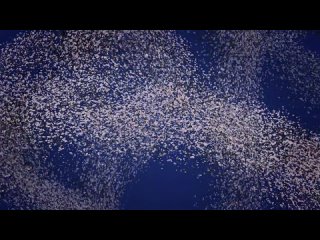 porn то был лист il etait une feuille 2015 франция анимация экранизация en sortant de lecole robert desnos hd
