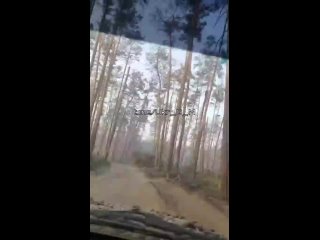 porn кременной лес лес чудес зашел с ногами вышел без укрофашисты делятся своими впечатления о местной hd