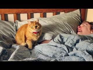 porn создатели chatgpt представили нейросеть генерирующую видео по текстовому описанию новая нейросеть sora от openai hd