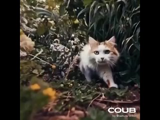 porn котик сгенерированный новой нейросетью sora от open ai hd
