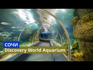 porn сочи самый большой океанариум в россии sochi discovery world aquarium отправляемся в новое путешествие hd