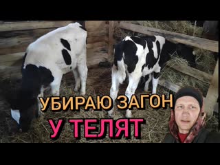 porn уборка у телят в загоне встречаем маму из больнице hd