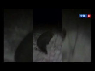 porn воронежские охотники за головами отрезали палец закладчику за воровство молодые hd