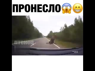 porn это ж как надо орать внутри чтоб снаружи лось обосрался hd