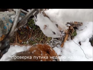 porn проверка путиков ласка поплатилась за жадность молодые снова лают белок hd