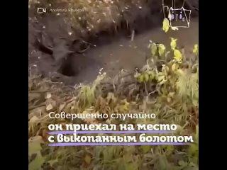 porn в свердловской области мужчина спас застрявшего в болоте лося hd