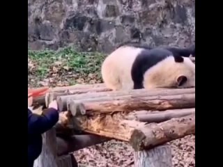 porn быть ленивым это нормально если ты хищный но ешь бамбук hd