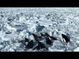 porn penis una manada de orcas de la lista roja está atrapada en cautiverio en el hielo en aguas japonesas del océano hd