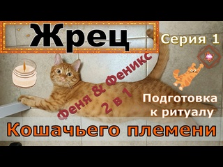 porn жрец кошачьего племени серия 1 подготоа к ритуалу кот феня он же феникс hd