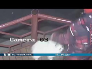 porn житель барановичей украл у молодые шпица чтобы подарить жене hd