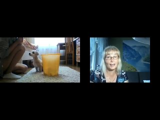 porn реальная дрессироа по видеосвязи без купюр hd