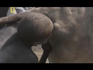 porn африканские обычаи племени динко hd