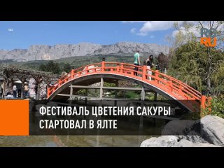 porn фестиваль цветения сакуры стартовал в ялте hd