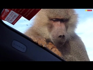 porn a monkey porn me in mallorca and i liked it hd