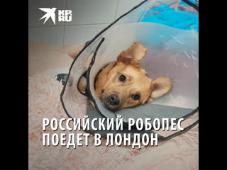 porn о русской собачке монике прознала известная английская зоозащитница кейси hd