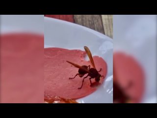 porn шершень кушает колбасу hd