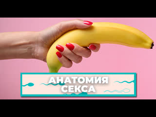 porn анатомия секса мифы о половом члене которые мешают получать удовольствие hd