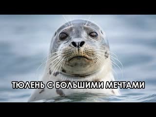porn оззи мэн комментирует тюлень с большими мечтами hd