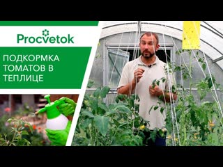 porn элементы для сладости помидоров подкормка томатов во второй половине вегетации hd