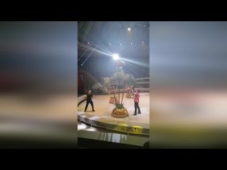 porn в нижнем тагиле разъяренная обезьяна накинулась на ребенка прямо во время представления hd