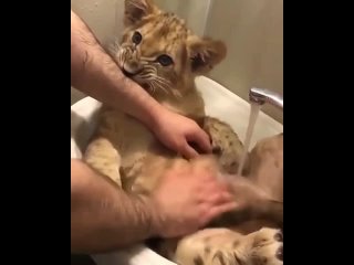 porn водные процедуры для маленького царя зверей hd