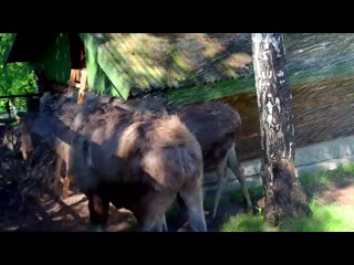 porn прохладный душ принимают лоси в парке флоры и фауны роев ручей hd