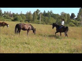 porn верховая езда на свободной лошади конный клуб чайка hd