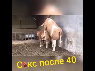 porn любые попытки заняться сексом после 40 лет hd