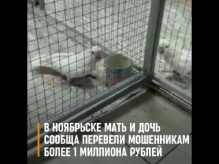 porn в ноябрьске мать и дочь сообща перевели мошенникам более 1 миллиона рублей hd