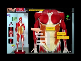 porn биомеханика мышц молодые анатомия и 3d анализ упражнений hd