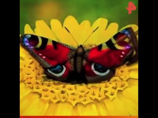 porn девушка превращается в бабочку рентв hd