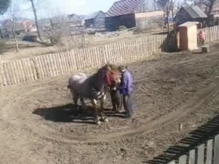 porn заставляют лошадь тягать груз 2 hd