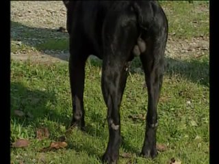 porn кане корсо итальянский фильм о породе hd