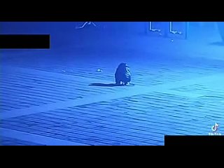 porn видео от секс с роботами и мёртвыми домашними молодые hd